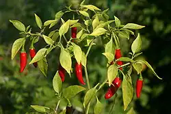 فلفل تايلاندي (C. annuum)