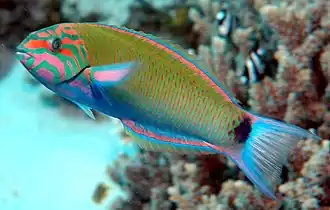 Thalassoma lunare، ثالاسوما هلالية