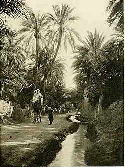 واحة في فيسيرا عام 1910