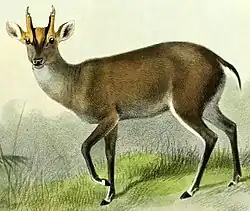 منتجق في