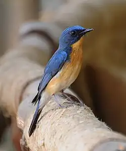 Tickell's blue flycatcherفي منتزه Bandhavgarh الوطني