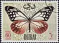 نمر الشوكولاتة&nbsp;[الإنجليزية](Danaus tytia)