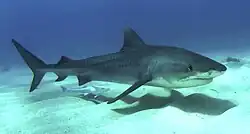 Profile photo of shark, accompanied by لشكية, swimming just above a sandy seafloor