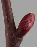 برعم