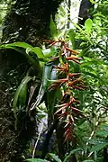 Tillandsia excelsa in bloom