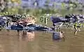 In Breeding & Non-breeding plumage near Hodal in فريد آباد District of هاريانا، الهند.