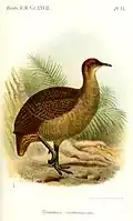 رسم لسلالة T. m. castaneiceps