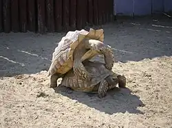 تزاوج السلاحف السودانية