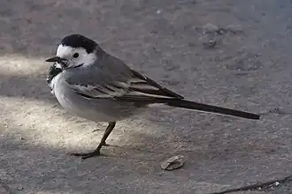 ذعرة بيضاء