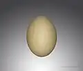 بيضة الحمحمة