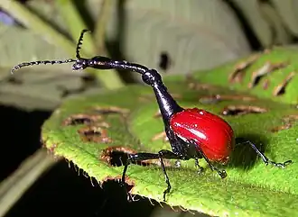 تراتشيلوفوروس غيرافا (Trachelophorus giraffa)