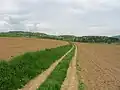 مسار ريفي أو طريق زراعي، في سلوفينيا