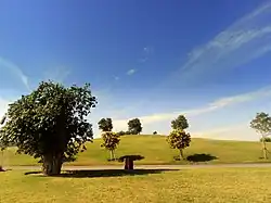 أشجار في حديقة أسباير، مع وُجُود التل كخلفيَّة لها.