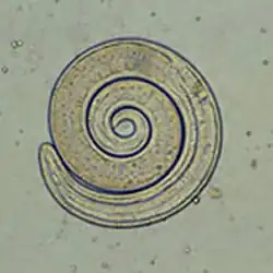 شعرينة حلزونية larva displayed in a typical coil shape.