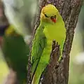 لوريكيت زيتوني الرأس