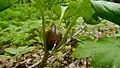 Round leaf trillium (Trillium petiolatum)