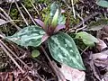 Relict trillium (Trillium reliquum) an أنواع مهددة بالانقراض