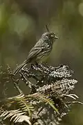 طاغوت قرقفي مُقنزع، جنوب الإكوادور.