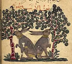 أرنبان يأكلان التوت