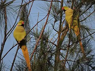ببغاوات في محمية طيور الببغاء