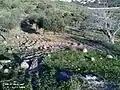 ام إصرارة جحفية