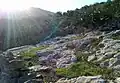 ام إصرارة جحفية