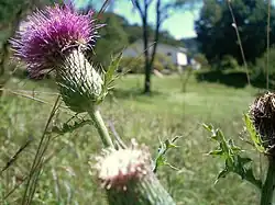 قصوان شائع (Bull Thistle, Common Thistle, or Spear Thistle).