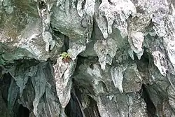 النوازل في نهر بورتو برنسيسا (بالإنجليزية: Stalactites in the Puerto Princesa Underground River)