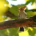 من تولوز في فرنسا