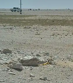 ضب (الاسم العلمي: Uromastyx aegyptia) بالقرب من جحرها في الخرارة