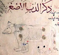 الدب الأصغر. ابن الصوفي، ص. 5