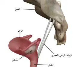 صورة تظهر الرِباط الرحمي العجزي.