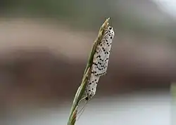 زوجين في وضعية التزاوج