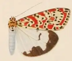 الإسم العلمي : Utetheisa pulchella diluitor