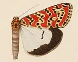 الإسم العلمي : Utetheisa pulchella kallima