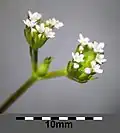 ناردين صغير مسنن