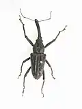 فانابا أوبرتوري (Vanapa oberthuri)