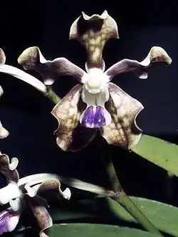 Vanda tessellata واحدة من أنواع الفاكهة الموجودة في أديشة