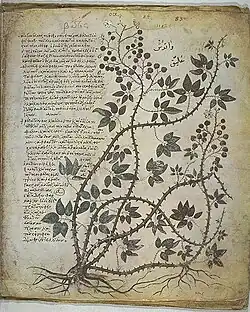شجرة عليق مصوّرة في مخطوطة ديسقوريدوس فيينا.