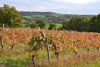 منظر لمزرعة كروم Verneuil-sur-Vienne.