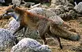Vulpes vulpes