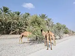 الإبل تتغذى على غاف بوادي سدر