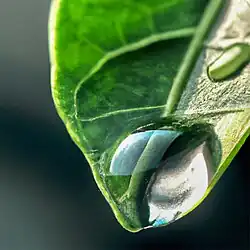 قطرة ماء ساقطة على ورقة نارنج