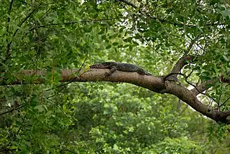 نوع (V. s. macromaculatus) يستريح على أطراف شجرة
