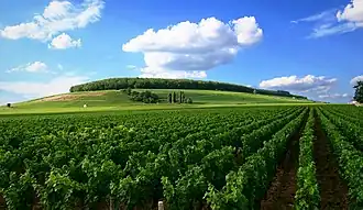 Vignoble de la côte de Beaune، بورغندي.