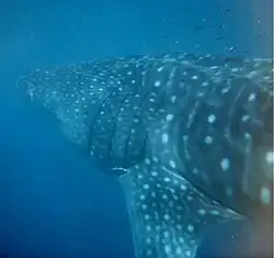 Side-on view of a spotted whale shark in cloudy blue water