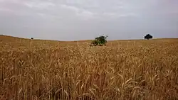 Wheat Field in Behbahan, Iran