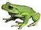 White-lipped tree frog