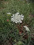 زهره طبيعيه محليه