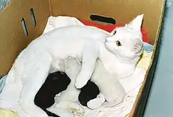 القطط